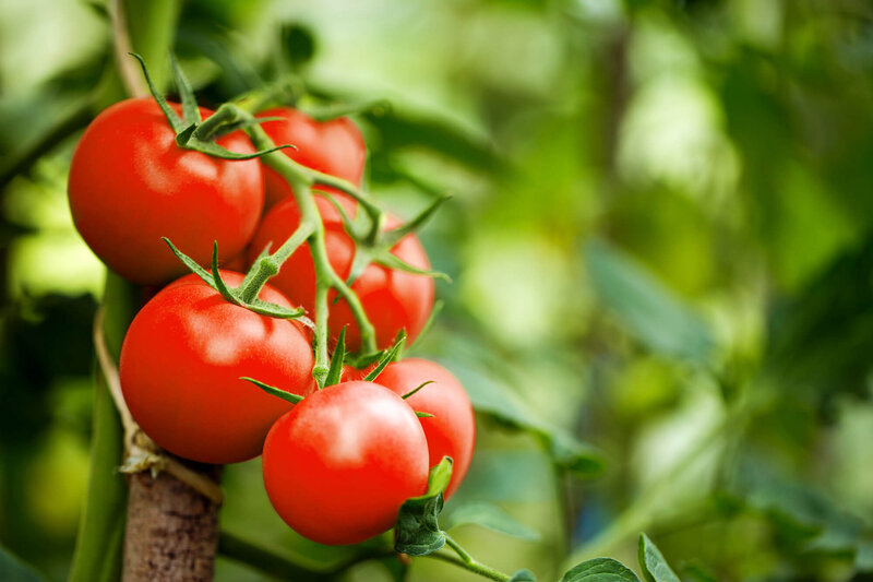 Solanum lycopersicum 'Monte Carlo'