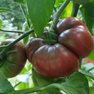 Solanum lycopersicum 'Black Krim'