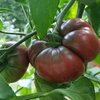Solanum lycopersicum 'Black Krim'