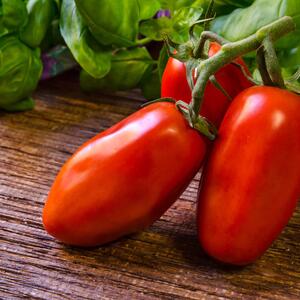 Solanum lycopersicum San Marzano
