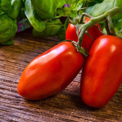 Solanum lycopersicum San Marzano