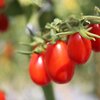 Solanum lycopersicum  'Semalus'