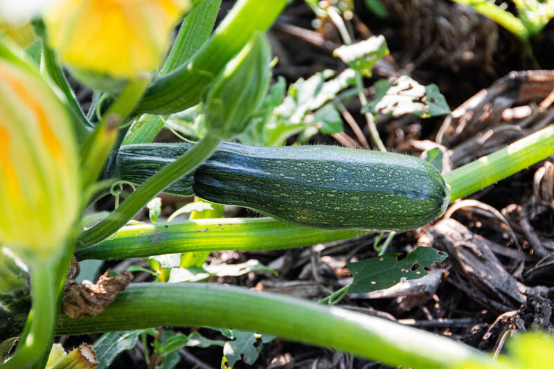 Cucurbita Selektion ReinSaat