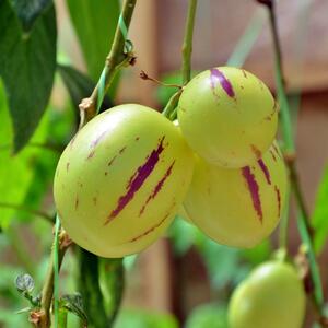Solanum muricatum Pepino Gold