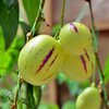 Solanum muricatum Pepino Gold