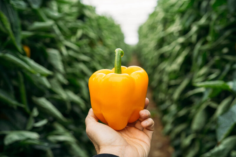 Capsicum annuum 'Cubo Yellow'