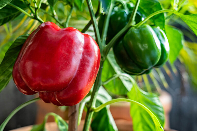 Capsicum annuum 'Quadrato d'Asti rosso'