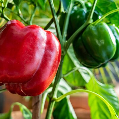 Capsicum annuum 'Quadrato d'Asti rosso'