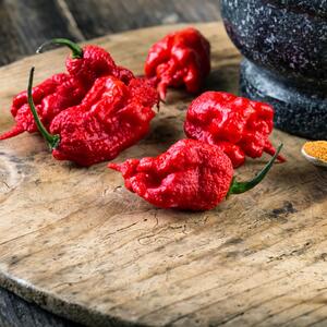 Capsicum chinese 'Carolina Reaper'