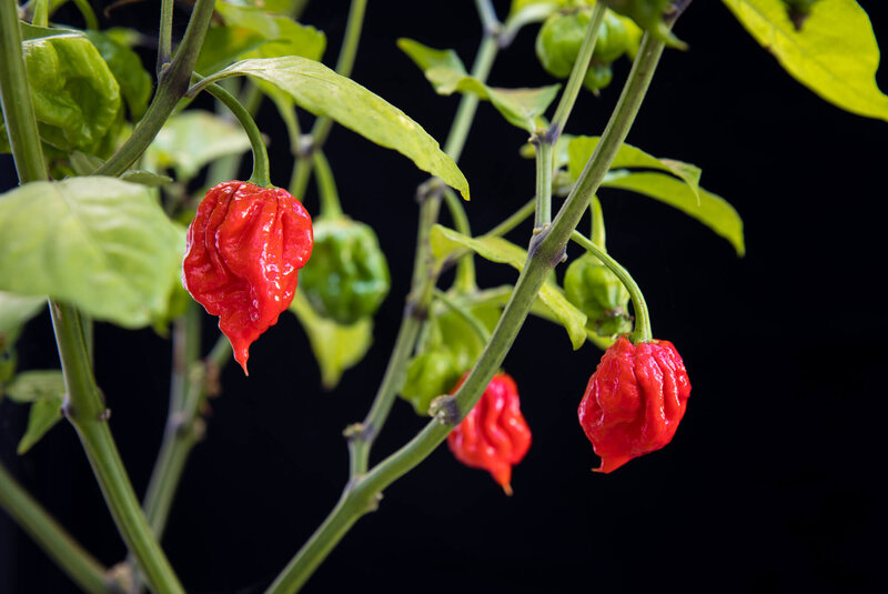 Capsicum chinese 'Carolina Reaper'