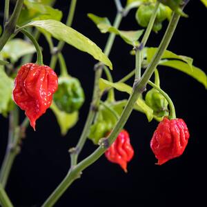 Capsicum chinese 'Carolina Reaper'