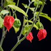 Capsicum chinese 'Carolina Reaper'
