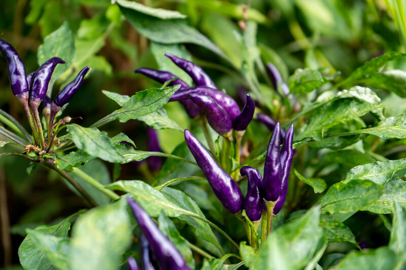 Capsicum frutescens 'Diavoletto'