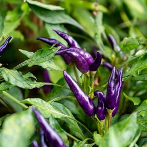 Capsicum frutescens 'Diavoletto'