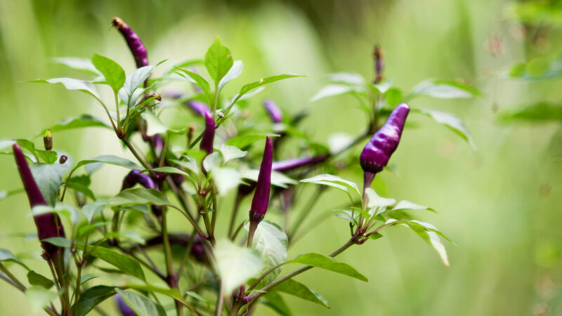 Capsicum frutescens 'Diavoletto'