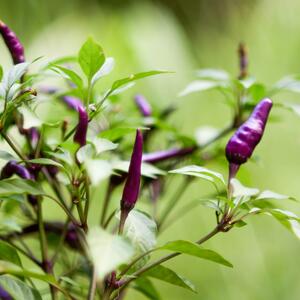 Capsicum frutescens 'Diavoletto'