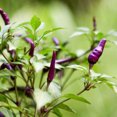 Capsicum frutescens 'Diavoletto'