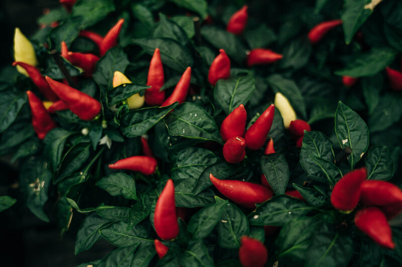 Capsicum frutescens 'Fuoco della Prateria'
