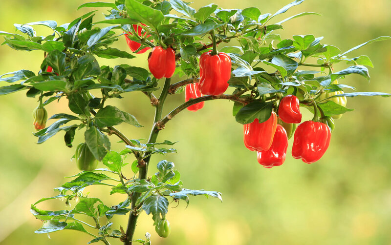 Capsicum chinense 'Habanero Tropical Red'