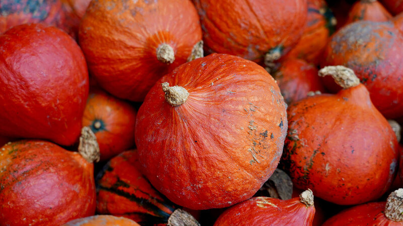 Cucurbita maxima 'Hokaido Devine'