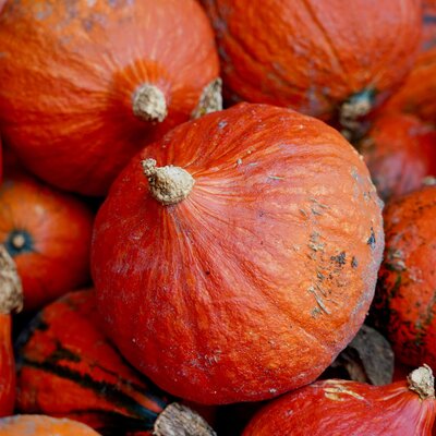 Cucurbita maxima 'Hokaido Devine'