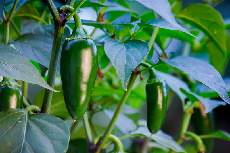 Capsicum annuum 'Jalapeño Ruben'