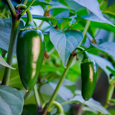 Capsicum annuum 'Jalapeño Ruben'
