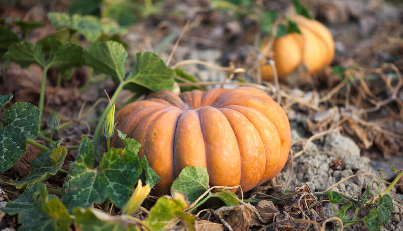 Cucurbita maxima 'Musquee de Provence'