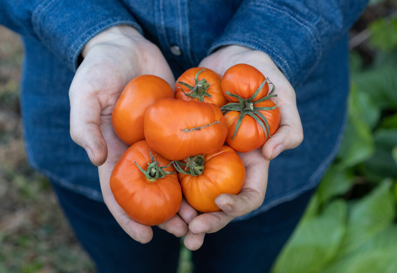 Solanum lycopersicum Orange