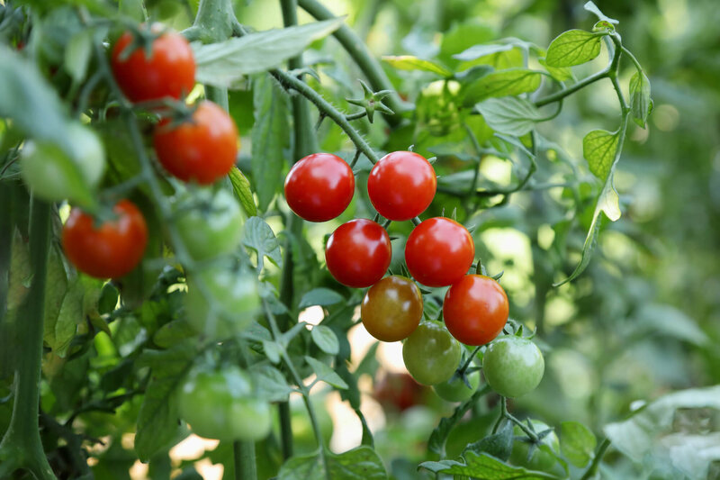 Solanum lycopersicum Anabelle