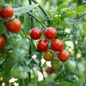 Solanum lycopersicum Anabelle