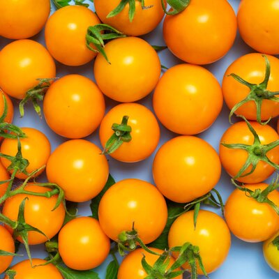 Solanum lycopersicum Goldkrone
