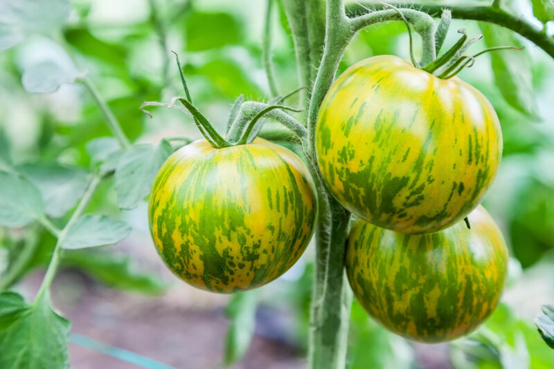 Solanum lycopersicum Kalypso
