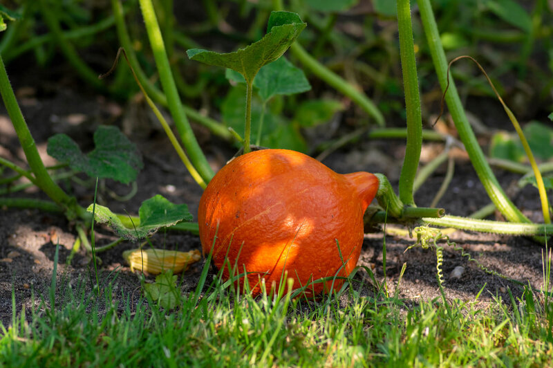 Cucurbita maxima 'Hokkaido'