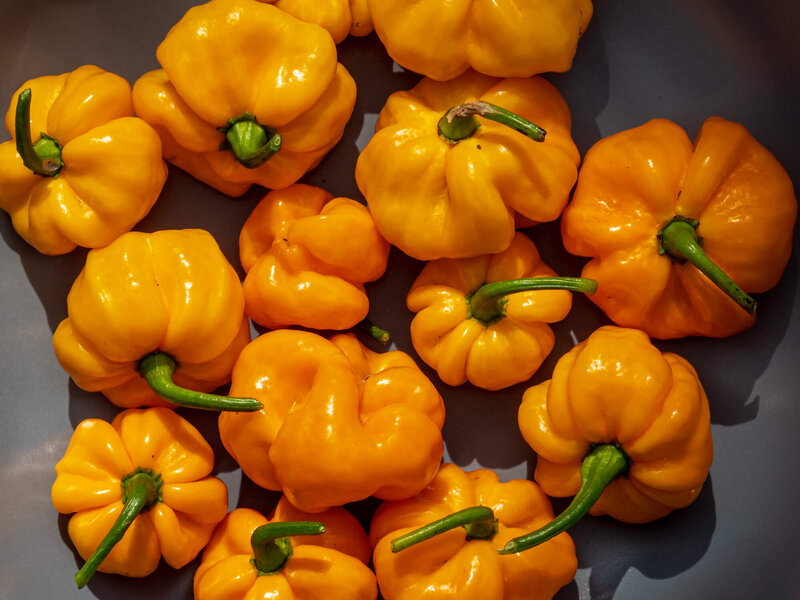 Capsicum baccatum  'Jamaican Scotch Bonnet'