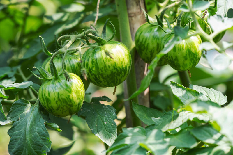 Solanum lycopersicum 'Green Zebra'