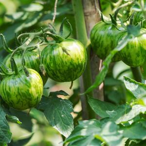 Solanum lycopersicum 'Green Zebra'