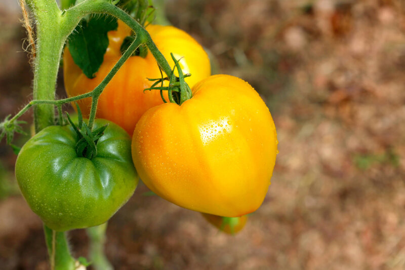 Solanum lycopersicum 'Citrina'