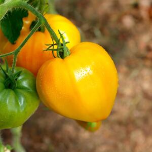 Solanum lycopersicum 'Citrina'