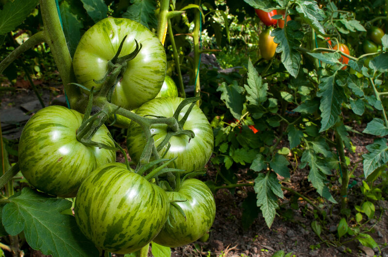 Solanum lycopersicum 'Green Zebra'