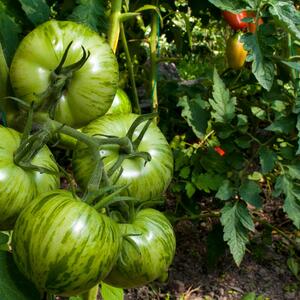 Solanum lycopersicum 'Green Zebra'