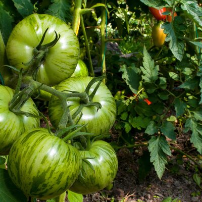 Solanum lycopersicum 'Green Zebra'