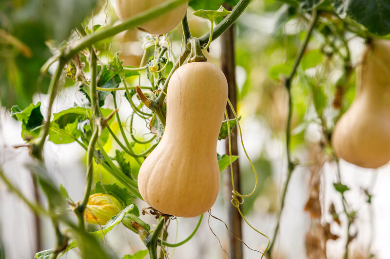 Cucurbita maxima 'Butternuss Tivano'