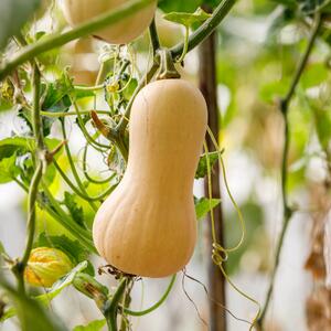 Cucurbita maxima 'Butternuss Tivano'
