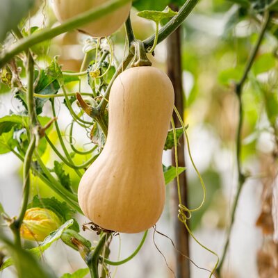 Cucurbita maxima 'Butternuss Tivano'