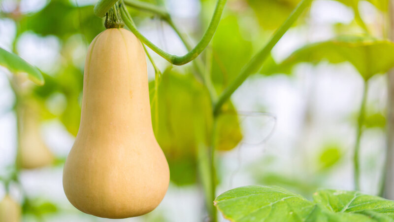 Cucurbita maxima 'Butternuss Tivano'