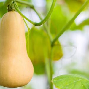 Cucurbita maxima 'Butternuss Tivano'