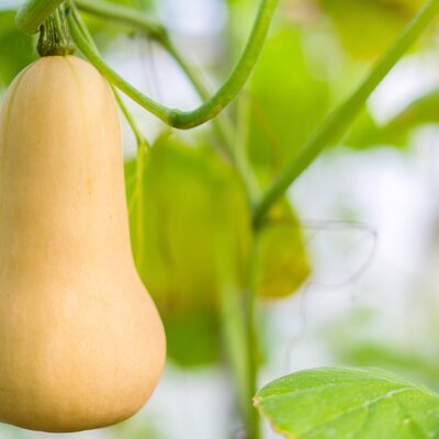 Cucurbita maxima 'Butternuss Tivano'