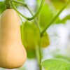 Cucurbita maxima 'Butternuss Tivano'
