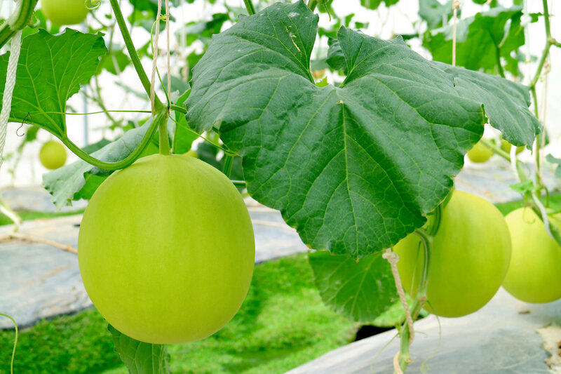 Cucumis melo L. 'Mangomel'